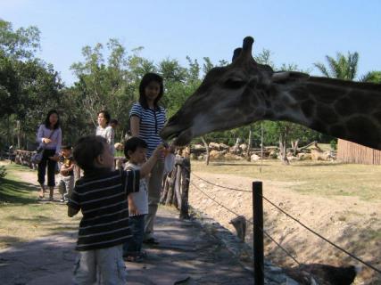 Feeding a giraffe