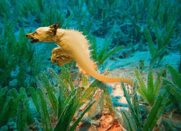 Seahorse