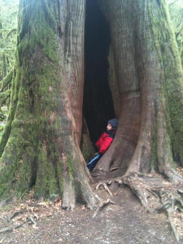 My son standing inside a tree