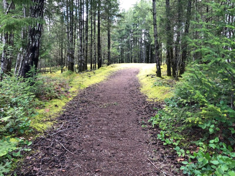 One of the many beautiful trails on Denman Island